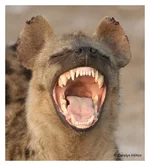 Hyena-14.jpgГИЕНА.jpg