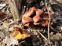 IMG_0829.jpg