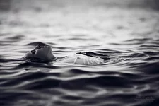 IMG_8398_bw2.jpg