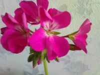 Photo-0006.webp