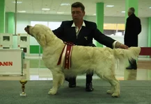 Белгород CACIB 4.04.2011 069.jpg