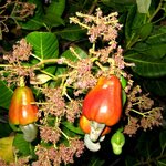 Anacardium_occidentale.jpg