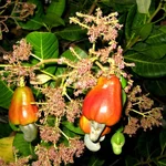 Anacardium_occidentale.webp