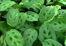 Maranta-Prayer-Plant-Variegated-Beauty-Kim.webp