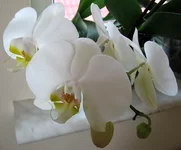 White_Elephant.webp