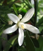 kalamandin_cvetok.webp