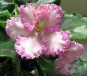 -Хрустальный Фонтан.webp