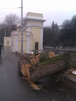 IMAG0095.webp