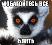 lemur_28401863_orig_.jpg