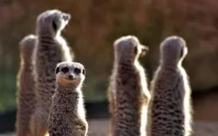 comedy-meerkat_3411054k.jpg