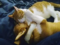 Corgi-cat-friends-9.jpg