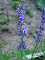 enc_0270.webp