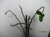 IMG_2904.jpg