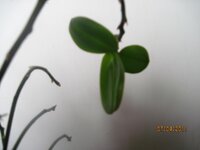 IMG_2905.jpg