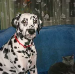  и Стефан 2.webp