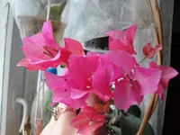 .webp