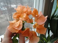 .webp
