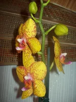 100_4855.webp