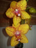 100_4856.webp