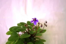 Pony Ride обр..webp