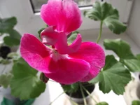 PAC Jana2(1).webp