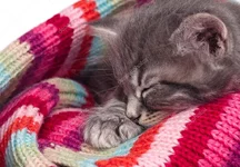 depositphotos_28894611-Asleep-kitten.jpg