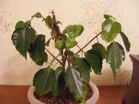 DSCF7523.webp