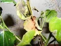 DSCF7524.webp