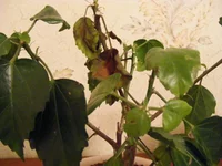 DSCF7527.webp