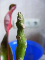 DSCF7794.webp