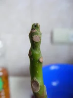 DSCF7792.webp