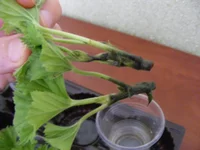 DSCF7835.webp