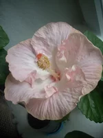 DSCN6071.JPG