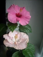 DSCN6082.JPG