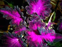 coleus4.webp