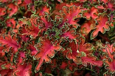 coleus_roseredgreen-550x365.webp