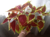 DSCN3062.webp