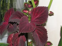 P9190214.webp