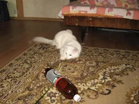 IMG_2809.webp
