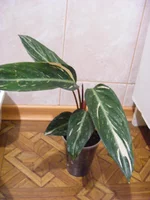 DSCF7828.webp