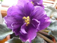 -Полночь 001 (3).webp