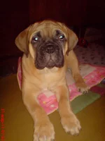 DSC00234.webp