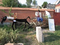 66 179_1_1.webp