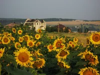  033.webp