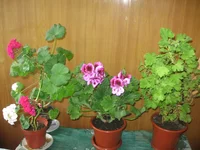  001.webp