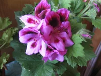  006.webp