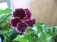  004.webp