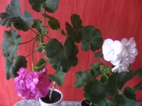  0076.webp