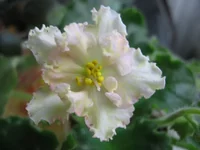 Sunkissed Rose_0234.webp