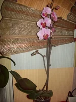 100_4885.webp